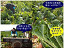 맛있고 깨끗한 절임배추