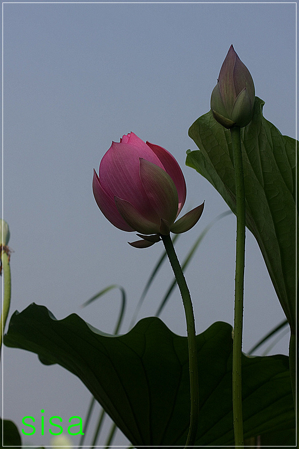 홍련과 백련...2009. 8. 16일
