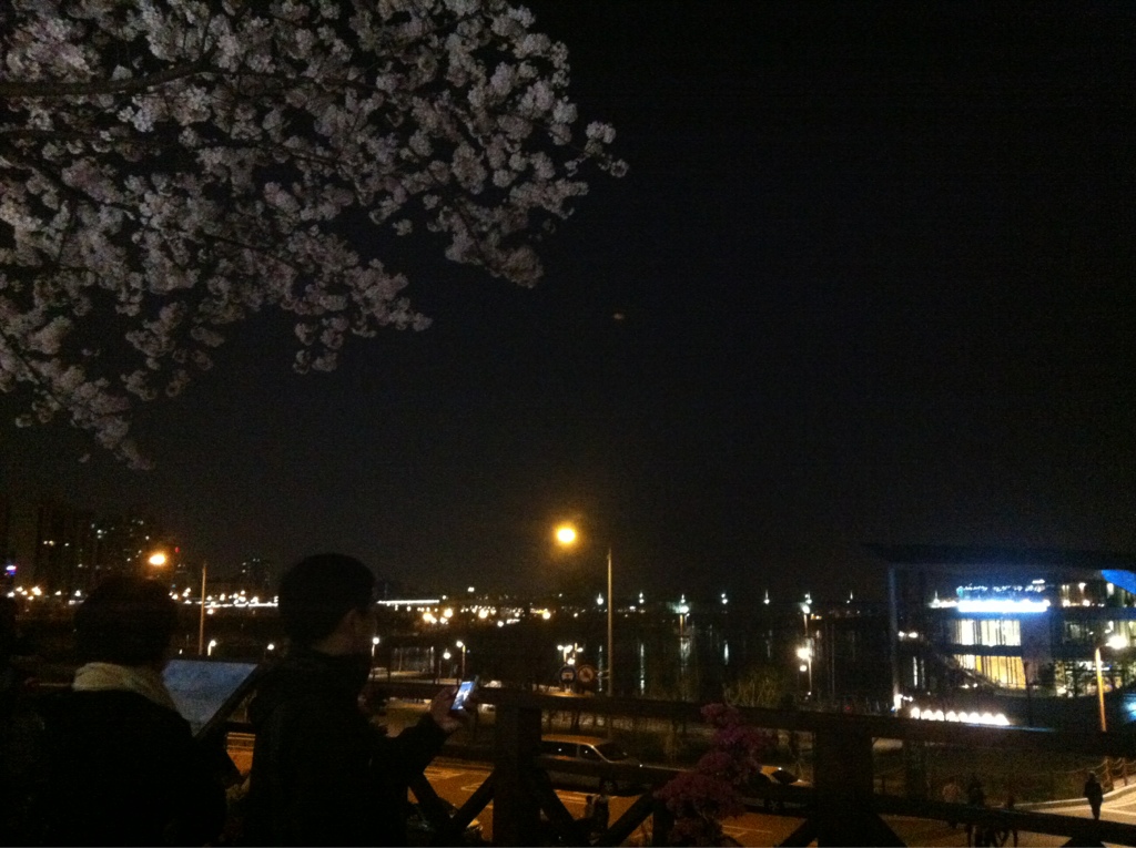 [서울] 여의도 벚꽃축제 밤 나들이