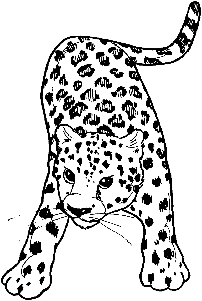 Leopard coloring