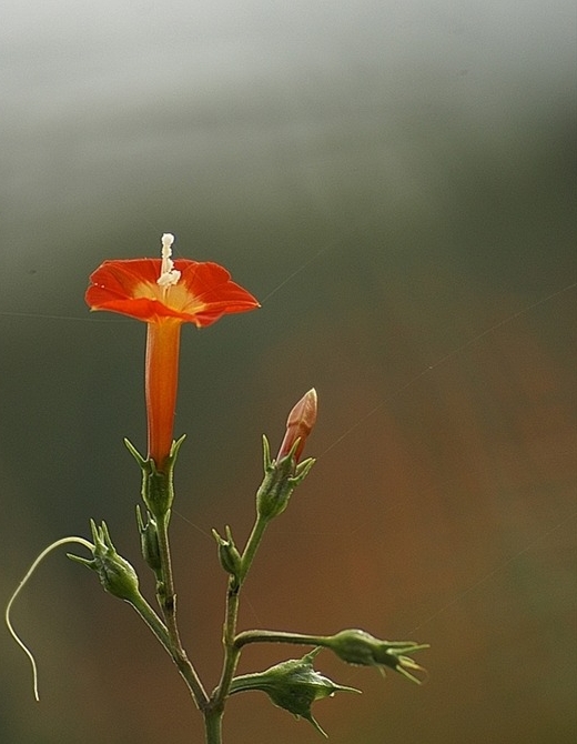 별빛소나타 이미지