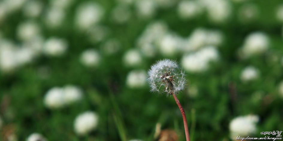 하얀 민들레 - 진미령