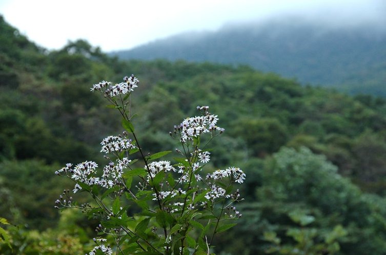 2009 천왕봉 산행(4) 제석봉을 지나며,,