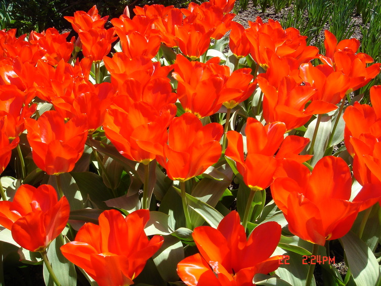 Longwood garden, PA