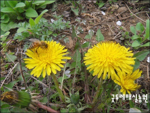 민들레 겉절이