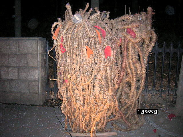 여의도 벗꽃 축제