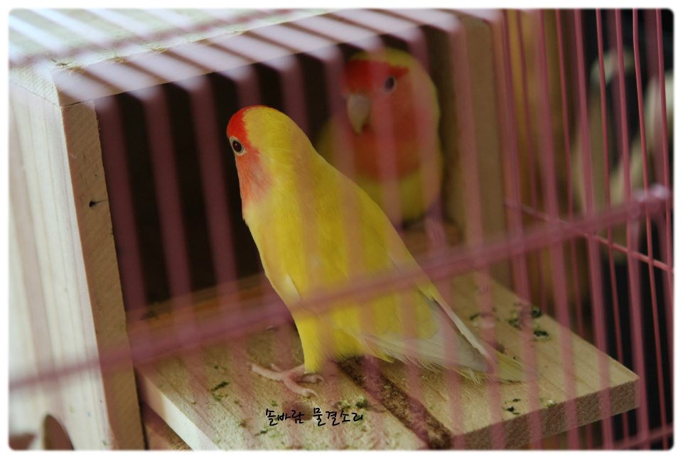 골든체리 두마리가 솔바람네 가족이 되기까지 
