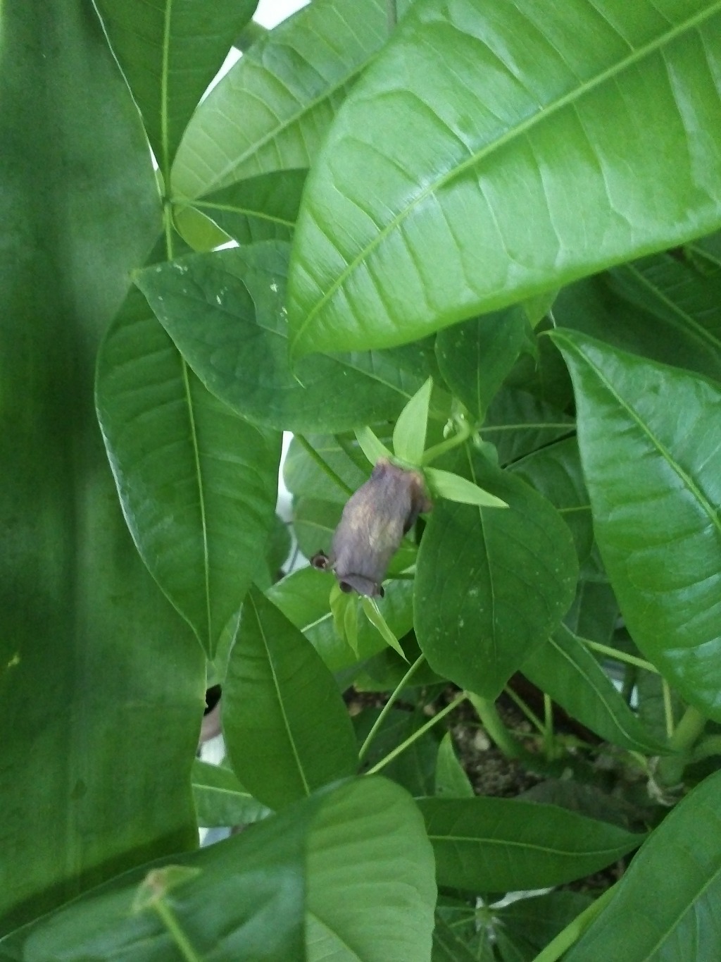 더덕꽃이 피었습니다
