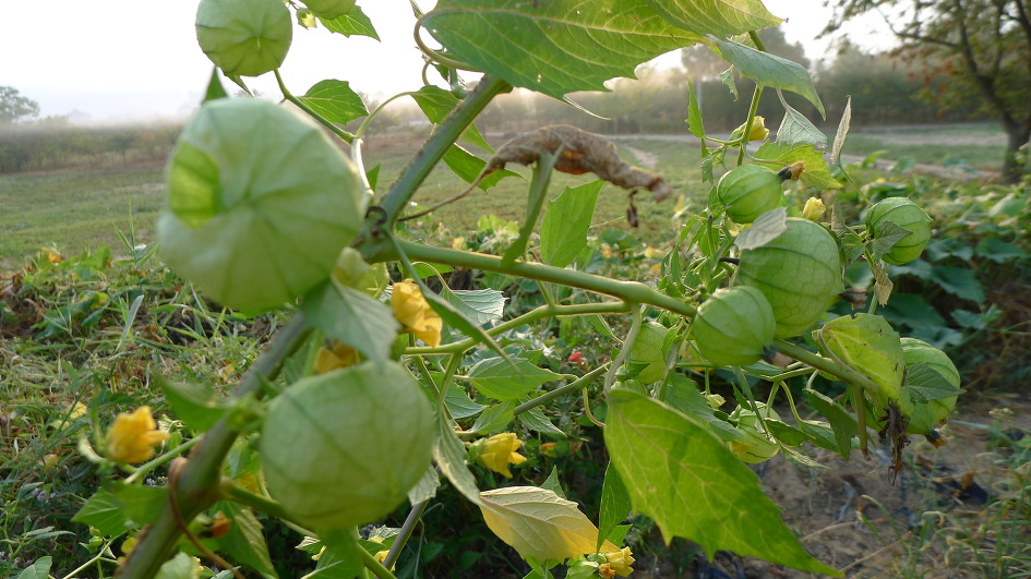토마토(TOMATO.p) 이미지