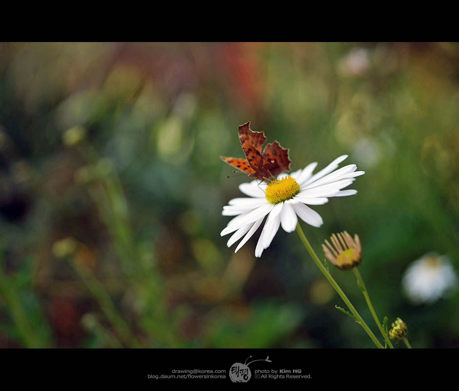 표범나비와 구절초