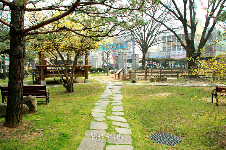 (사진) 충북도청 정원, 봄을 알리는 '산수유꽃' 만개