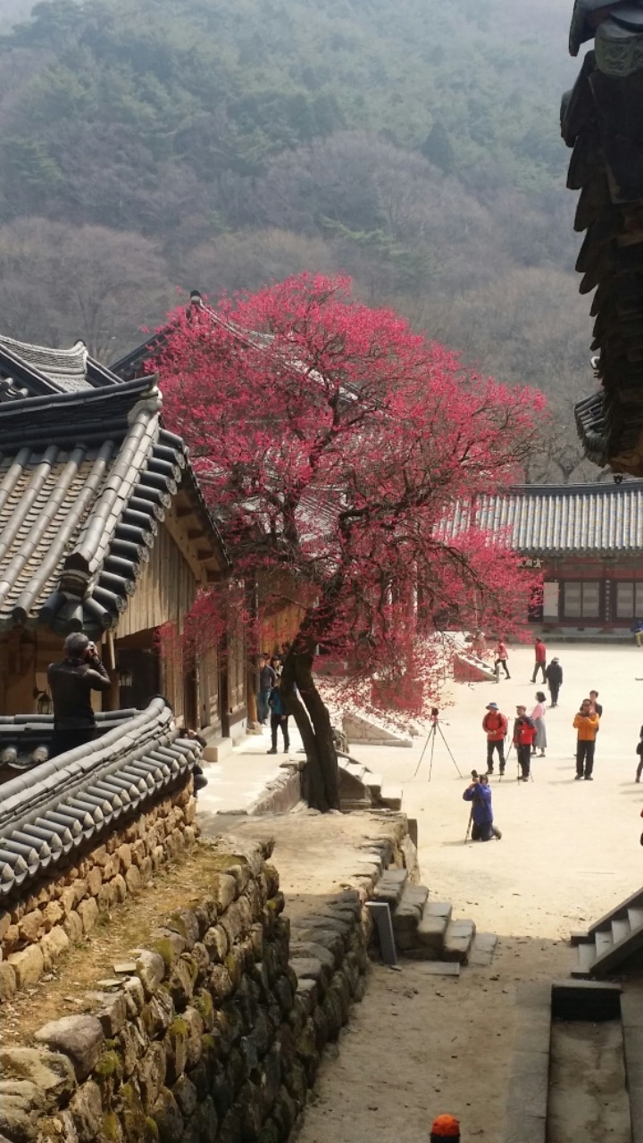 구래 화엄사 흑매화/월하님