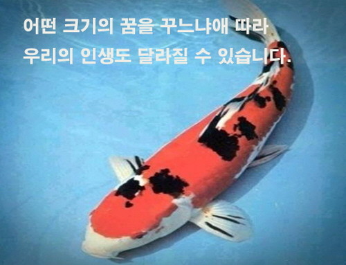 코이 이미지