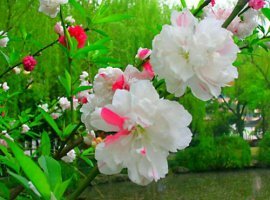 산유화 이미지