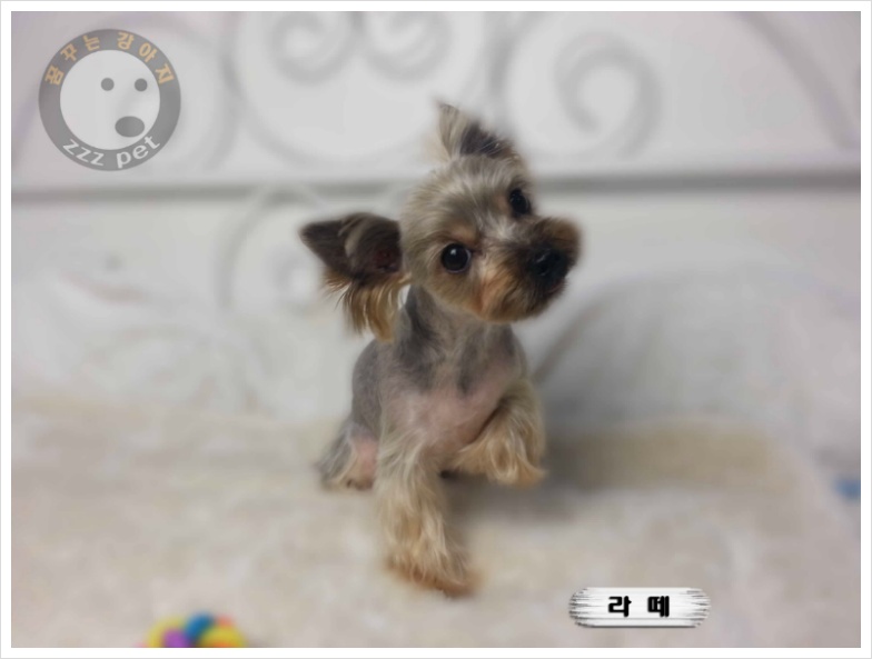 요크셔테리어<Yorkshire terrier>미용 "대전애견미용_가위컷전문"
