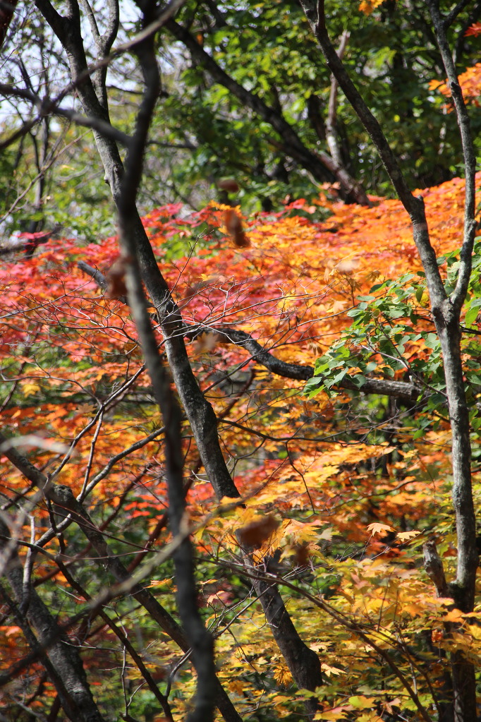 오대산 환종주(15.10.3)로 깊어가는 가을을 엿보다