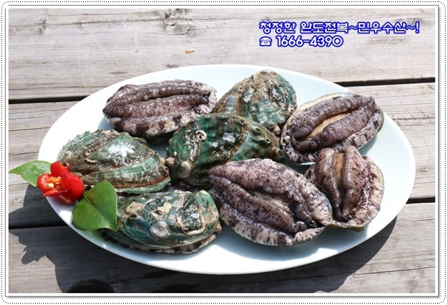 완도전복 이미지