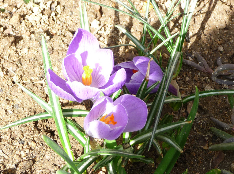 까치. 직박구리. 동박새. 딱새