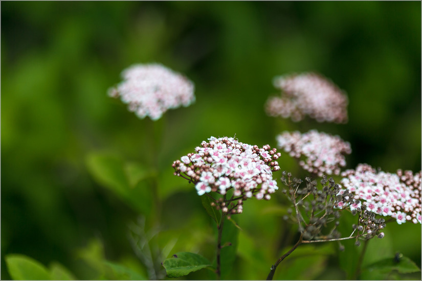 참조팝나무와 덤불조팝나무 꼭 이름 갈라야 하나...