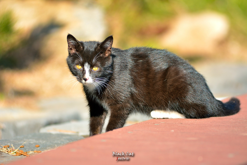 숨었어(Deseen 111)-울산대왕암공원