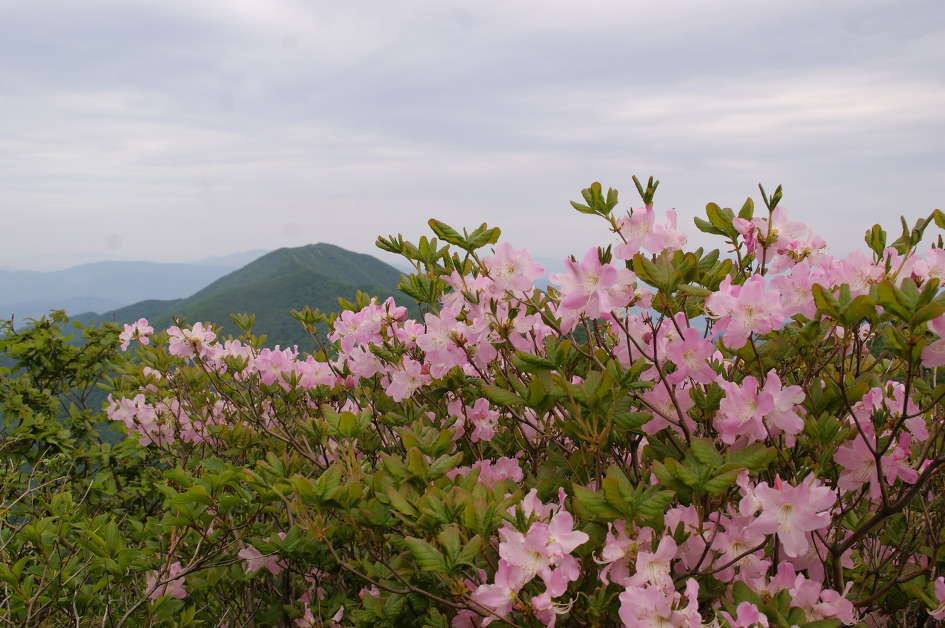 금원산 ~ 기백산(15. 5.23)에서 바위와 멋진 조망을 즐기고 행복을 누리다.