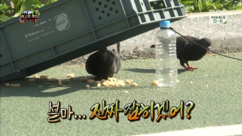 [무한도전] 무한족 서울 도심에서 비둘기 잡기 jpg | 인스티즈