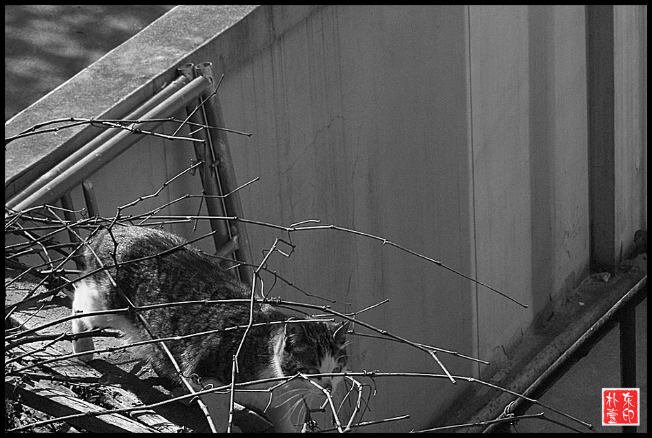 봄이오는 길목에 맞장뜨러 나가는 나쁜남자...