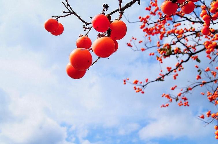 홍시네 이미지