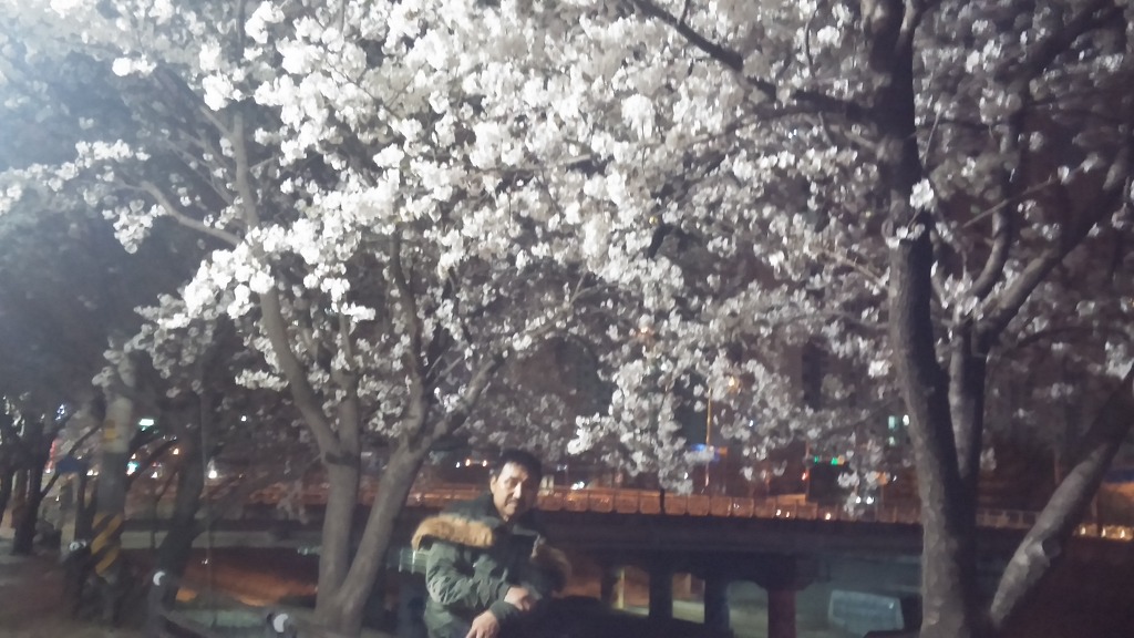 밤 벗꽃놀이....