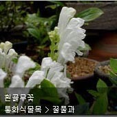 꽃이름 찾기