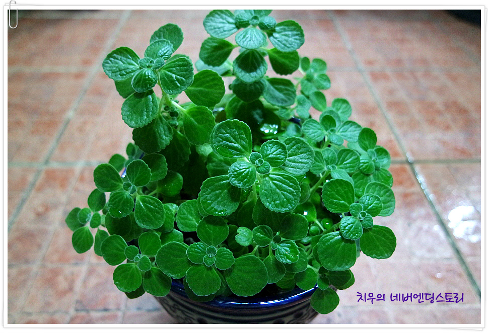 장미허브, 빅스플랜트(Vick's Plant), Succulent Coleus