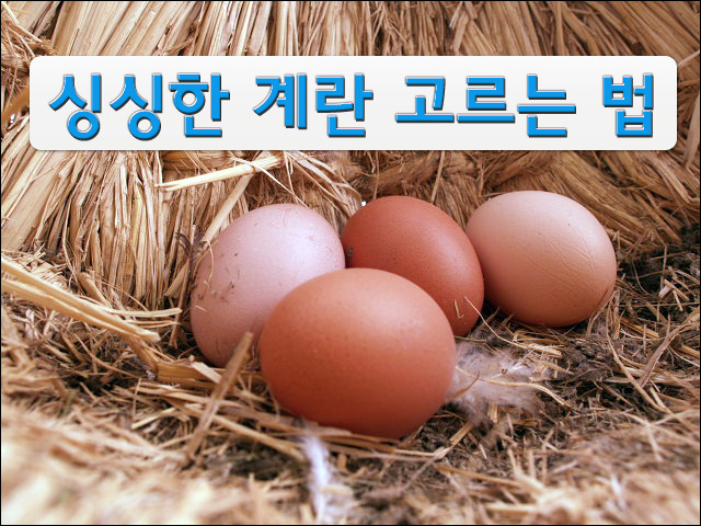 싱싱계란 이미지