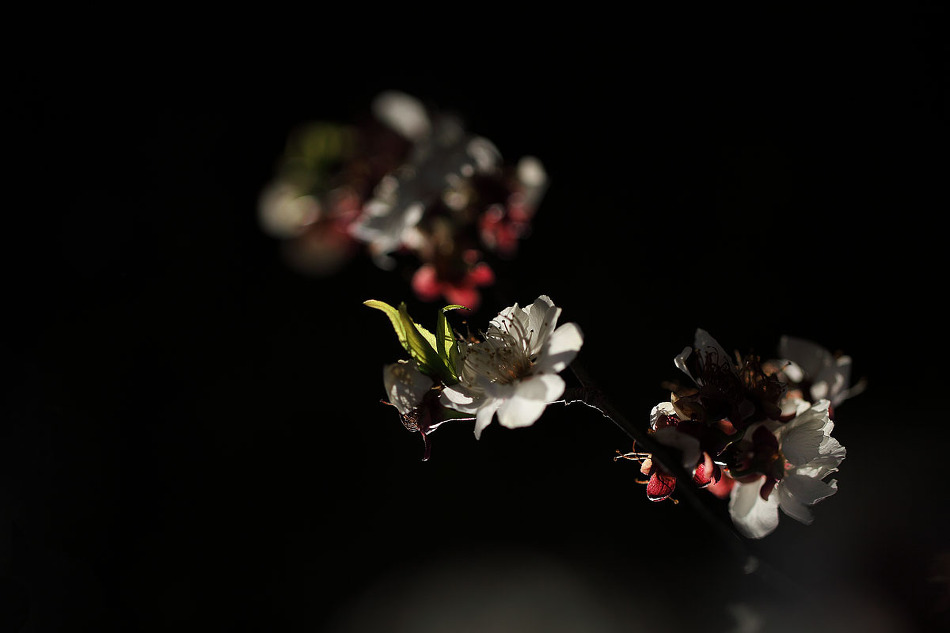 臥龍梅(와룡매)