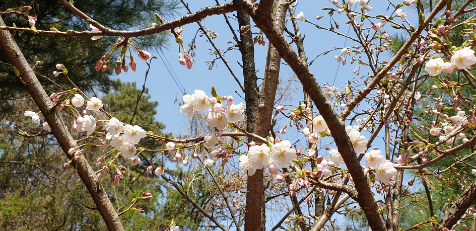 천안 봉서산 구름다리