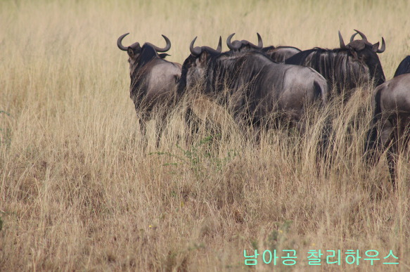 나미비아 에토샤와 탄자니아 세렝게티 국립공원 사파리 여행경비와 차이점은…남아공 케이프타운 여행
