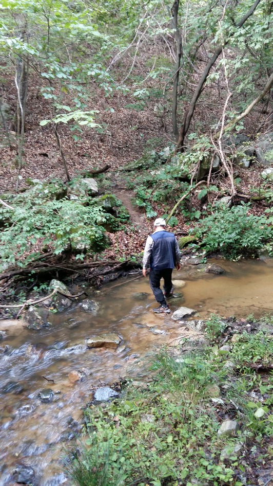 지난 가을에 딴 영덕 송이버섯 구경하세요.^^