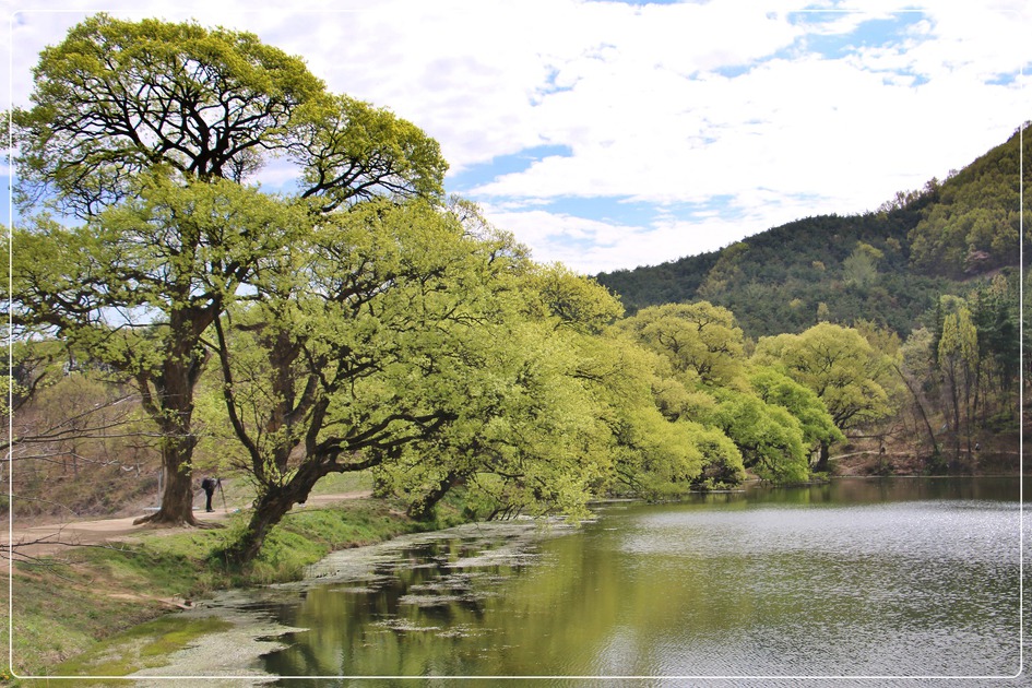 경산반곡지 복사꽃