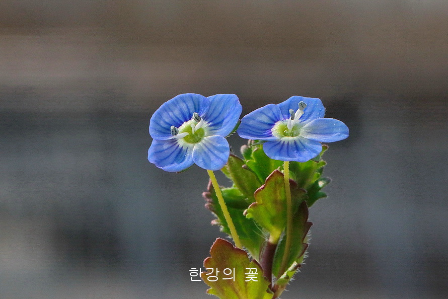 큰개불알풀