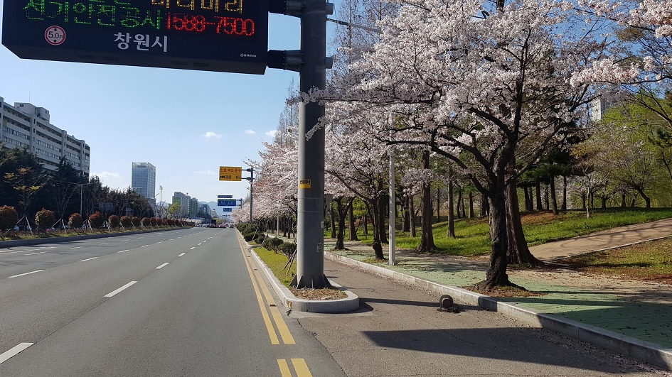 벗꽃이 드디어 창원에 피고 있네요!
