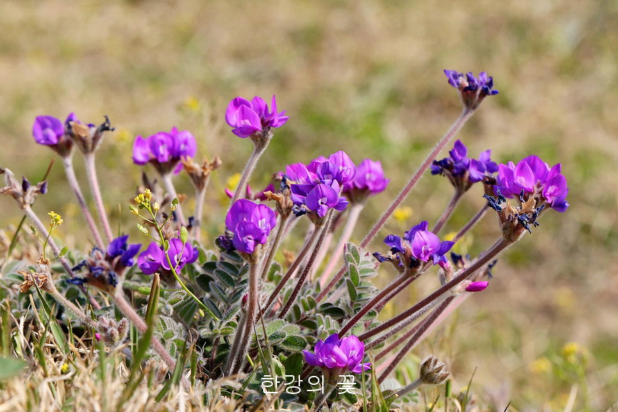 애기자운(털새동부)