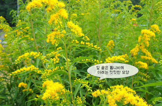 해바라기화원 이미지
