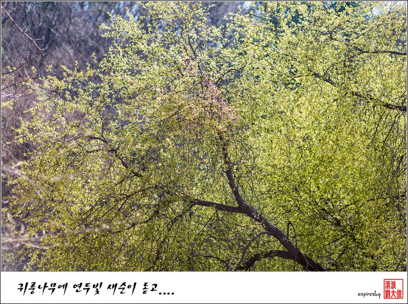 2019.04.04 봄 날 거닐어 본 검단산