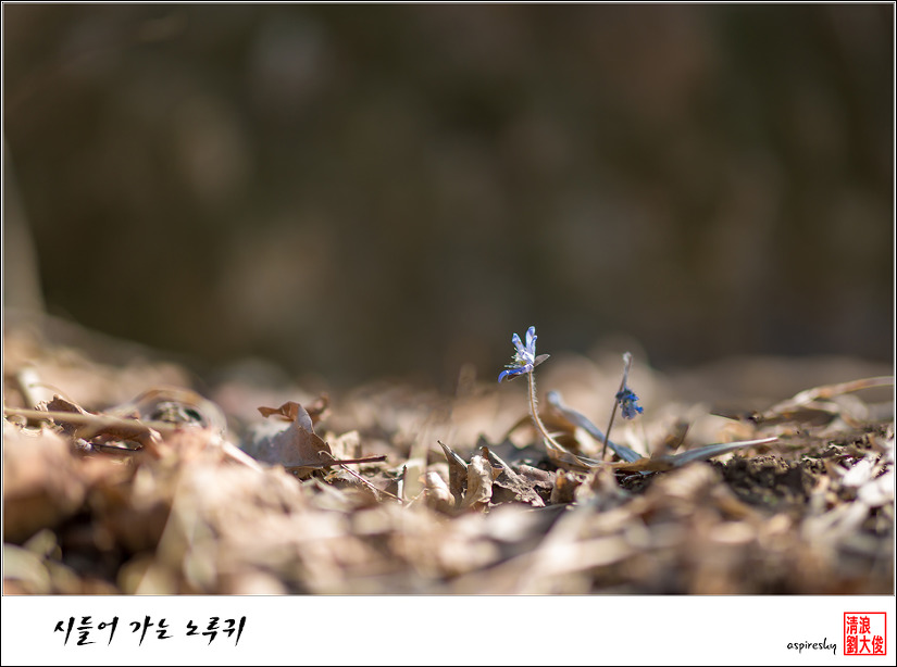 2019.04.04 봄 날 거닐어 본 검단산