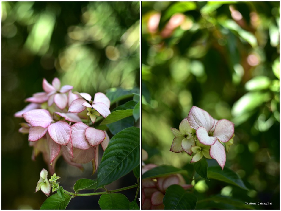 태국 치앙라이-치윗 탐마다 카페 Chivit Thamma Da  
