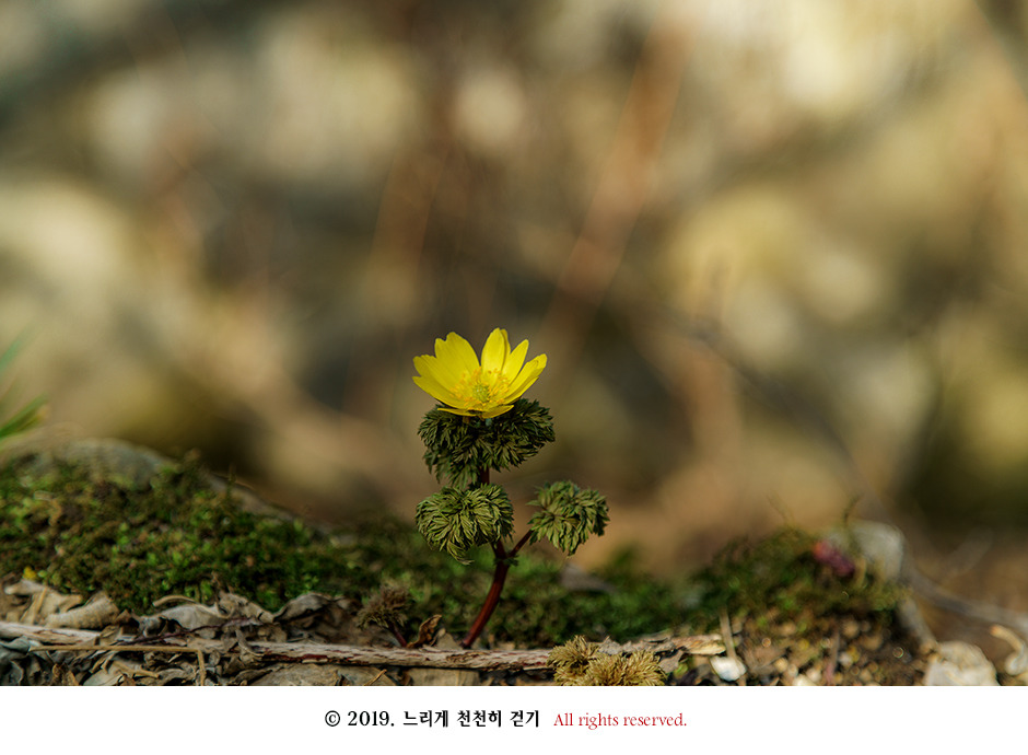 구례 현천마을의 노란 봄빛과 천년의 나무 계척마을 산수유시목지