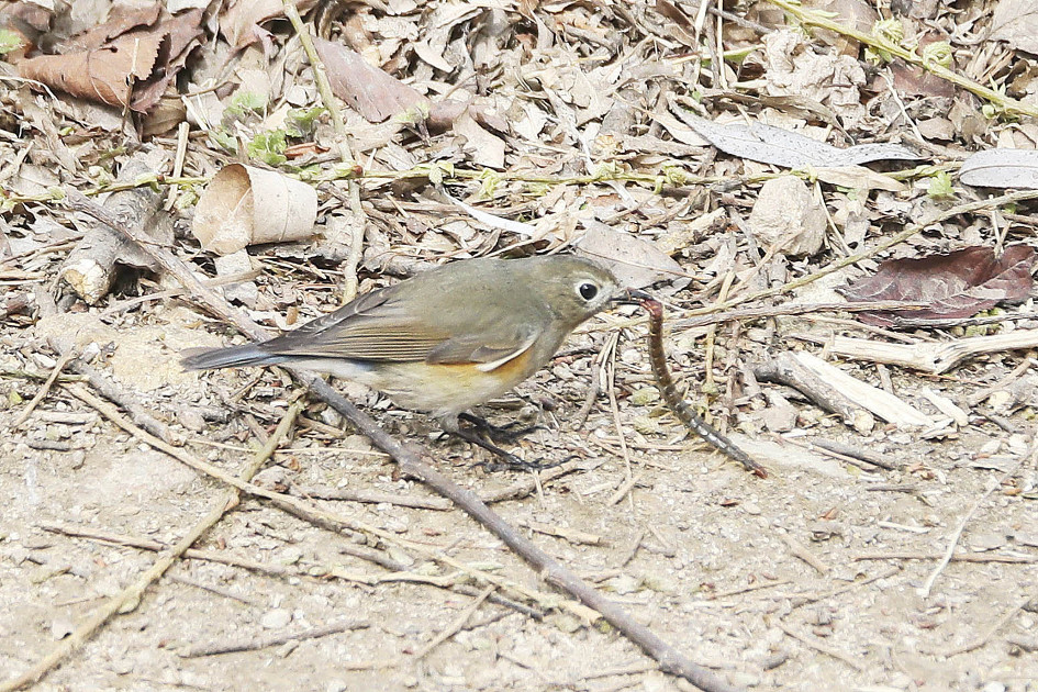 유리딱새먹이 "지네"