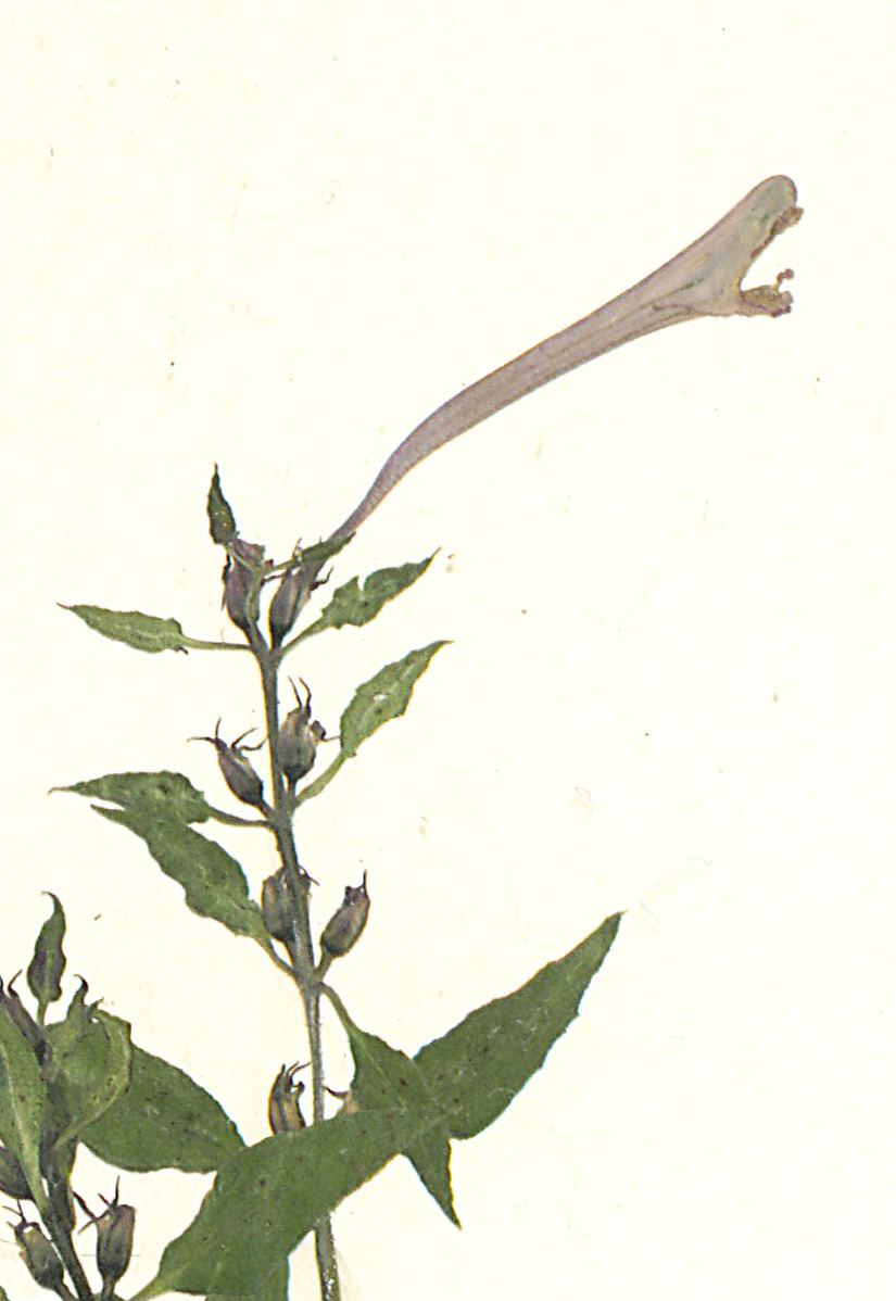 현삼과 며느리밥풀(Melampyrum : 메람피룸)속 알아보기