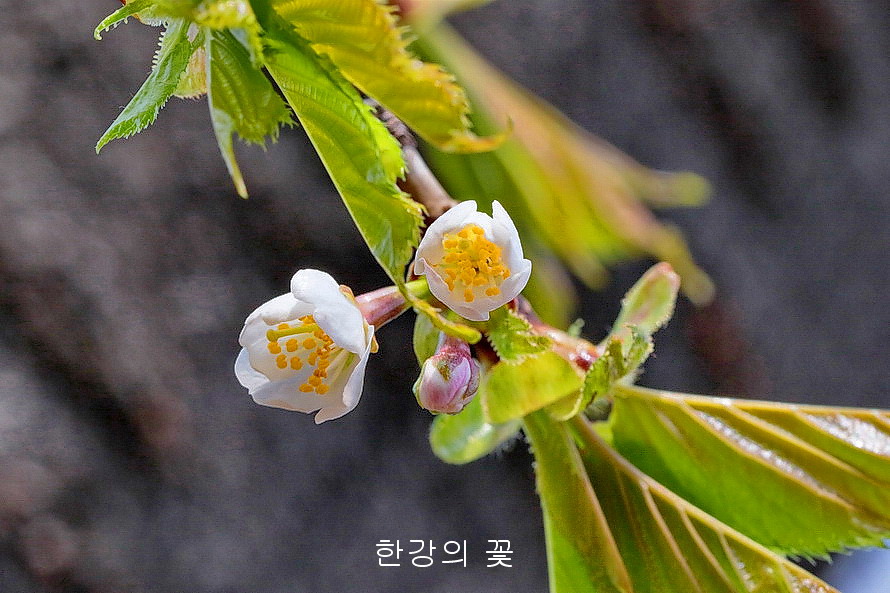 섬벚나무