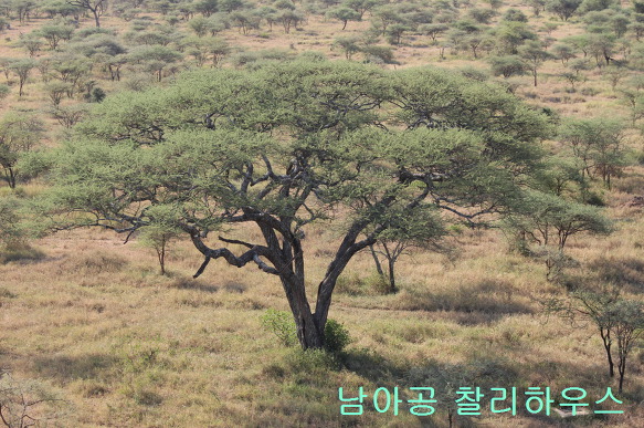 나미비아 에토샤와 탄자니아 세렝게티 국립공원 사파리 여행경비와 차이점은…남아공 케이프타운 여행