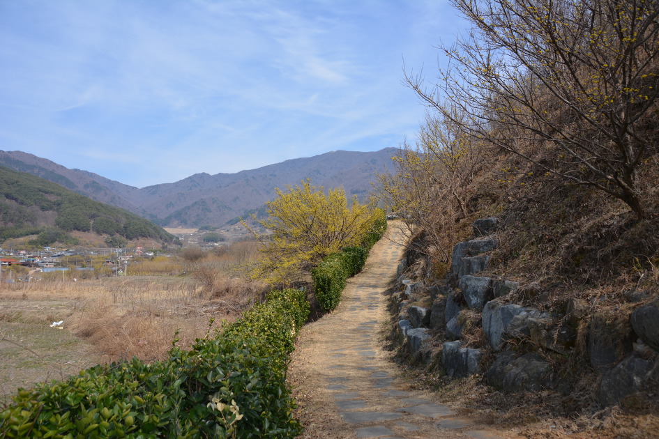 샛노란 산수유를 만나고 오던날~